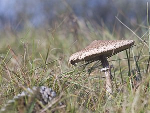 Macrolepiota procera (Secotiaceae)  - Lépiote élevée, Grande coulemelle - Parasol Pas-de-Calais [France] 14/10/2007 - 20m