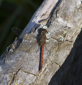 Sympetrum striolatum (Libellulidae)  - Sympétrum fascié - Common Darter Pas-de-Calais [France] 06/10/2007 - 20m