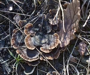 Trametes versicolor (Polyporaceae)  - Tramète versicolore, Tramète à couleur changeante - Turkeytail Pas-de-Calais [France] 17/11/2007 - 60m