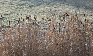 Typha laxmannii (Typhaceae)  - Massette de Laxmann Pas-de-Calais [France] 24/11/2007 - 40m