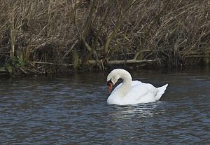 Cygnus olor (Anatidae)  - Cygne tuberculé - Mute Swan Nord [France] 26/01/2008 - 40m