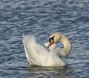 Cygnus olor (Anatidae)  - Cygne tuberculé - Mute Swan Pas-de-Calais [France] 26/01/2008 - 20m