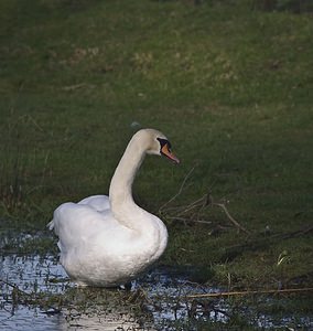 Cygnus olor (Anatidae)  - Cygne tuberculé - Mute Swan Pas-de-Calais [France] 26/01/2008 - 20m