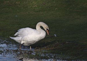 Cygnus olor (Anatidae)  - Cygne tuberculé - Mute Swan Pas-de-Calais [France] 26/01/2008 - 20m