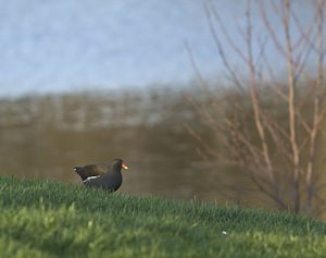 Gallinula chloropus (Rallidae)  - Poule-d'eau - Eurasian Moorhen Nord [France] 02/02/2008 - 20m