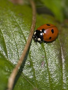 Coccinella septempunctata (Coccinellidae)  - Coccinelle à 7 points, Coccinelle, Bête à bon Dieu - Seven-spot Ladybird Nord [France] 15/03/2008 - 40m