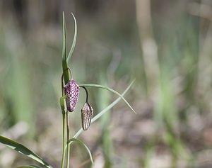 Fritillaria meleagris (Liliaceae)  - Fritillaire pintade, Fritillaire à damiers - Fritillary Somme [France] 29/03/2008 - 10m