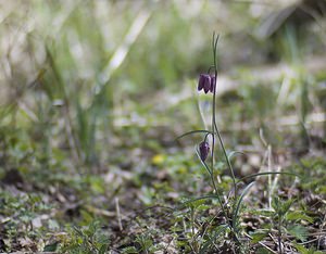 Fritillaria meleagris (Liliaceae)  - Fritillaire pintade, Fritillaire à damiers - Fritillary Somme [France] 29/03/2008 - 10m