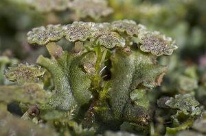 Marchantia polymorpha (Marchantiaceae)  - Common Liverwort Nord [France] 22/03/2008 - 30mplante dioique, ici les inflorescences m?les.