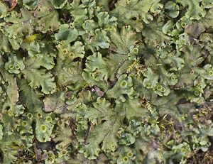 Marchantia polymorpha (Marchantiaceae)  - Common Liverwort Nord [France] 22/03/2008 - 30mnoter les petites corbeilles; elles contiennent les propagules qui assurent la reproduction v?g?tative/asexu?e de la plante.