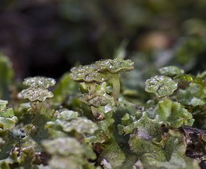 Marchantia polymorpha (Marchantiaceae)  - Common Liverwort Nord [France] 22/03/2008 - 30mplante dioique, ici les inflorescences m?les.