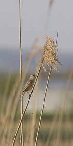 Acrocephalus schoenobaenus (Acrocephalidae)  - Phragmite des joncs - Sedge Warbler Pas-de-Calais [France] 26/04/2008