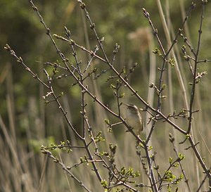 Acrocephalus schoenobaenus (Acrocephalidae)  - Phragmite des joncs - Sedge Warbler Pas-de-Calais [France] 26/04/2008