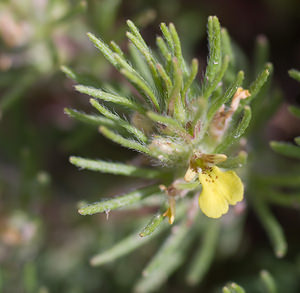 Ajuga chamaepitys (Lamiaceae)  - Bugle petit-pin, Petite ivette, Bugle jaune - Ground-pine Alpes-de-Haute-Provence [France] 17/04/2008 - 590m