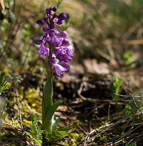Anacamptis morio (Orchidaceae)  - Anacamptide bouffon, Orchis bouffon Drome [France] 19/04/2008 - 300m