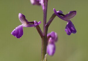 Anacamptis morio subsp. picta (Orchidaceae)  - Anacamptide peinte, Orchis peint Var [France] 13/04/2008 - 130m