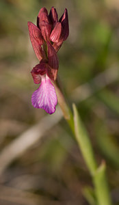 Anacamptis papilionacea (Orchidaceae)  - Anacamptide papilionacée, Orchis papillon Var [France] 12/04/2008 - 130m