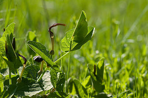 Aristolochia rotunda (Aristolochiaceae)  - Aristoloche à feuilles rondes, Aristoloche arrondie - Smearwort Var [France] 13/04/2008 - 130m
