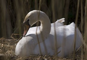 Cygnus olor (Anatidae)  - Cygne tuberculé - Mute Swan Pas-de-Calais [France] 26/04/2008