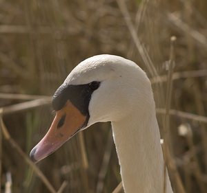 Cygnus olor (Anatidae)  - Cygne tuberculé - Mute Swan Pas-de-Calais [France] 26/04/2008