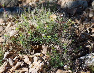 Euphorbia flavicoma (Euphorbiaceae)  - Euphorbe à tête jaune-d'or, Euphorbe à ombelles jaunes, Euphorbe à tête jaune Alpes-Maritimes [France] 15/04/2008 - 450m