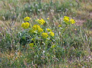 Euphorbia serrata (Euphorbiaceae)  - Euphorbe dentée Alpes-de-Haute-Provence [France] 17/04/2008 - 590m