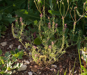 Fumaria parviflora (Papaveraceae)  - Fumeterre à petites fleurs - Fine-leaved Fumitory Var [France] 12/04/2008 - 130m