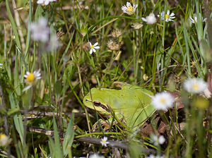 Hyla meridionalis (Hylidae)  - Rainette méridionale - Stripeless Tree Frog Var [France] 13/04/2008 - 80m