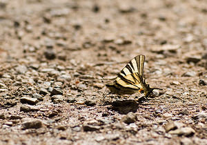 Iphiclides podalirius (Papilionidae)  - Flambé - Scarce Swallowtail Var [France] 13/04/2008 - 140m