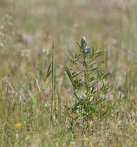 Lupinus angustifolius (Fabaceae)  - Lupin à feuilles étroites, Lupin bleu - Narrow-leaved Lupin Var [France] 13/04/2008 - 80m