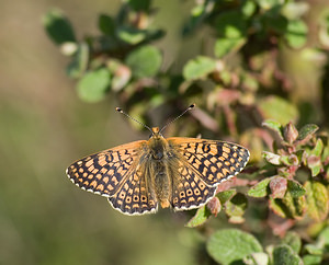 Melitaea cinxia (Nymphalidae)  - Mélitée du Plantain - Glanville Fritillary Var [France] 13/04/2008 - 130m