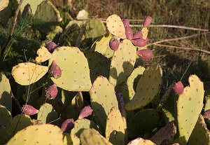 Opuntia ficus-indica (Cactaceae)  - Oponce figuier de Barbarie, Figuier de Barbarie, Figuier d'Inde, Opuntia figuier de Barbarie Var [France] 12/04/2008 - 180m