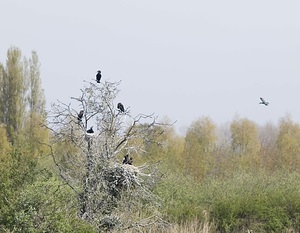 Phalacrocorax carbo (Phalacrocoracidae)  - Grand Cormoran Pas-de-Calais [France] 26/04/2008