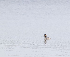 Podiceps cristatus (Podicipedidae)  - Grèbe huppé - Great Crested Grebe Pas-de-Calais [France] 26/04/2008