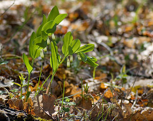 Polygonatum odoratum (Asparagaceae)  - Sceau-de-Salomon odorant, Polygonate officinal, Sceau-de-Salomon officinal - Angular Solomon's-seal Drome [France] 19/04/2008 - 300m