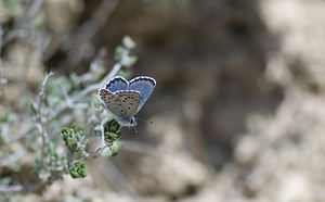 Pseudophilotes baton (Lycaenidae)  - Azuré du Thym, Azuré de la Sariette, Argus du Thym, Argus pointillé Alpes-de-Haute-Provence [France] 16/04/2008 - 820m