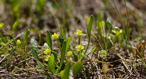 Ranunculus revelierei (Ranunculaceae)  - Renoncule de Revelière, Renoncule de Rodié Var [France] 14/04/2008 - 130mPlante extr?mement  rare, limit?e ? quelques stations dans le var (mares temporaires de la plaine des Maures) et en Corse.
(Crit?re d?terminant = p?tales plus courts que les s?pales. )