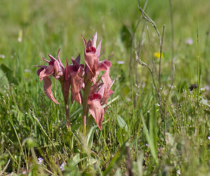 Serapias neglecta (Orchidaceae)  - Sérapias négligé - Scarce Tongue-orchid Var [France] 13/04/2008 - 130m