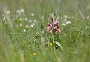 Serapias neglecta (Orchidaceae)  - Sérapias négligé - Scarce Tongue-orchid Var [France] 14/04/2008 - 130m