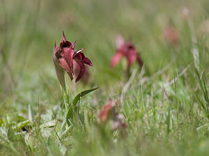 Serapias neglecta (Orchidaceae)  - Sérapias négligé - Scarce Tongue-orchid Var [France] 14/04/2008 - 130m