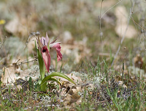 Serapias neglecta (Orchidaceae)  - Sérapias négligé - Scarce Tongue-orchid Var [France] 13/04/2008 - 80m