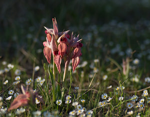 Serapias neglecta (Orchidaceae)  - Sérapias négligé - Scarce Tongue-orchid Var [France] 13/04/2008 - 70m