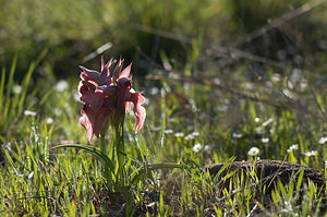 Serapias neglecta (Orchidaceae)  - Sérapias négligé - Scarce Tongue-orchid Var [France] 14/04/2008 - 70m