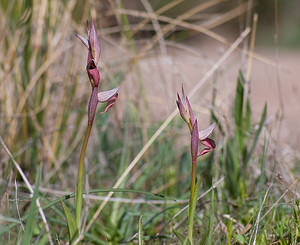 Serapias olbia (Orchidaceae)  - Sérapias d'Hyères Var [France] 13/04/2008 - 90m