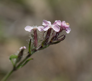 Silene gallica (Caryophyllaceae)  - Silène de France, Silène d'Angleterre - Small-flowered Catchfly Var [France] 13/04/2008 - 80m