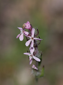 Silene gallica (Caryophyllaceae)  - Silène de France, Silène d'Angleterre - Small-flowered Catchfly Var [France] 13/04/2008 - 80m