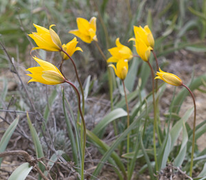 Tulipa sylvestris subsp. sylvestris (Liliaceae)  - Tulipe des bois Alpes-de-Haute-Provence [France] 17/04/2008 - 640m