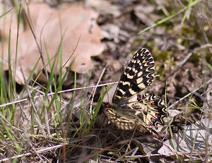 Zerynthia polyxena (Papilionidae)  - Diane, Thaïs - Southern Festoon Var [France] 14/04/2008 - 140m