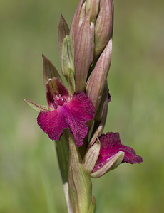 x Serapicamptis bevilacquae (Orchidaceae) Anacamptis morio x Serapias neglecta. Var [France] 13/04/2008 - 130mHybride anacamptis picta serapias neglecta