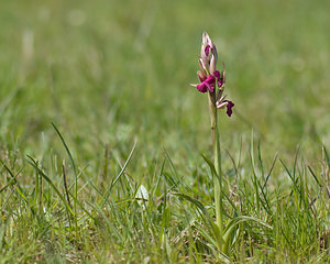 x Serapicamptis bevilacquae (Orchidaceae) Anacamptis morio x Serapias neglecta. Var [France] 14/04/2008 - 130mHybride anacamptis picta serapias neglecta